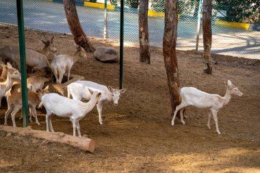 Geyikler ve ceylanlar hayvanat bahçesi kafesinde.