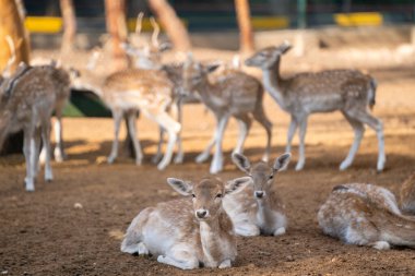 Hayvanat bahçesi kafesinde yavru geyik Bambi.