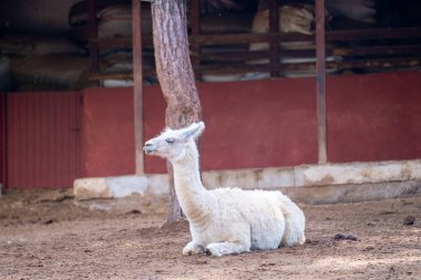 Hayvanat bahçesi kafesinde lama. Lama (Lama glama), evcilleştirilmiş bir Güney Amerika kamelyasıdır..