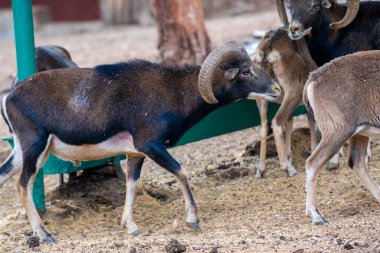 Hayvanat bahçesi kafesinde kamerun koyunu. Kamerun ya da Kamerun Cücesi, Kamerun 'un evcil koyunlarından biridir..