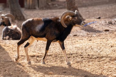 Hayvanat bahçesi kafesinde kamerun koyunu. Kamerun ya da Kamerun Cücesi, Kamerun 'un evcil koyunlarından biridir..