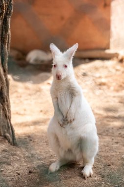 Hayvanat bahçesindeki beyaz kanguru. Kangurular Makropodidae familyasından dört keseli hayvandır..