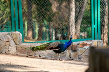 Hayvanat bahçesi kafesindeki Peafowl. Peafowl, Pavo ve Afropavo kabilesindeki Phasianidae familyasından Pavonini familyasından iki kuş türü için yaygın bir isimdir..