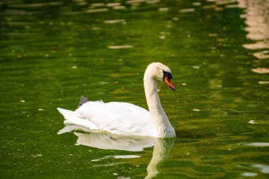 Gölde kuğu. Kuğular Anatidae familyasındaki Cygnus cinsinin kuşlarıdır..