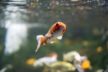 Hayvanat bahçesi akvaryumundaki koi balığı. Koiler, açık havuz havuzlarında veya su bahçelerinde dekoratif amaçlar için kullanılan yaygın sazan (Cyprinus carpio) türleridir..