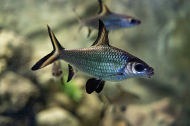 Hayvanat bahçesi akvaryumundaki bala köpekbalığı balığı. Bala köpekbalığı, üç renkli köpekbalığı, üç renkli köpekbalığı, gümüş köpekbalığı ya da köpek balığı olarak da bilinir, Cyprinidae familyasından bir balıktır..