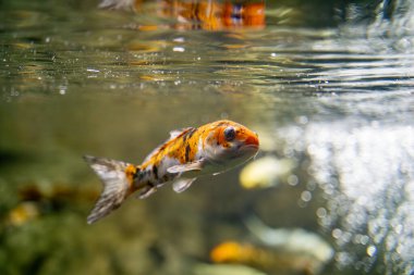 Hayvanat bahçesi akvaryumundaki koi balığı. Koiler, açık havuz havuzlarında veya su bahçelerinde dekoratif amaçlar için kullanılan yaygın sazan (Cyprinus carpio) türleridir..