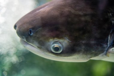 Hayvanat bahçesi akvaryumundaki siyah uçlu köpekbalığı balığı. Karatavuk köpekbalığı (Carcharhinus limbatus), papağangiller (Carcharhinidae) familyasından bir köpekbalığı türü..