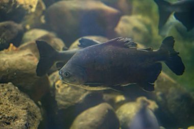 Hayvanat bahçesi akvaryumundaki Serrasalmus rhombeus balığı. Benekli piranha, Serrasalmidae familyasından bir piranha türü..