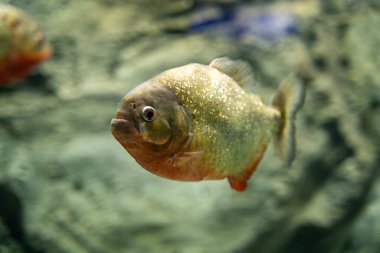 Hayvanat bahçesi akvaryumundaki kırmızı piranha balığı. Pygocentrus nattereri bir çeşit piranha..