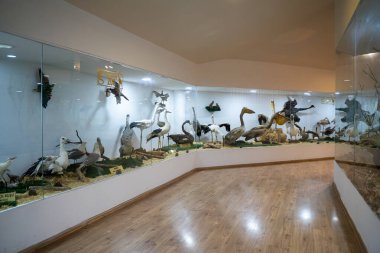 Gaziantep Hayvanat Bahçesi 'ndeki Zooloji ve Doğa Müzesi' nin iç manzarası. Gaziantep, Türkiye - 3 Kasım 2024.