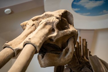 Zooloji ve Doğa Müzesi 'nde mamut iskeleti. Mamut, Mammuthus familyasından soyu tükenmiş bir fil türü..
