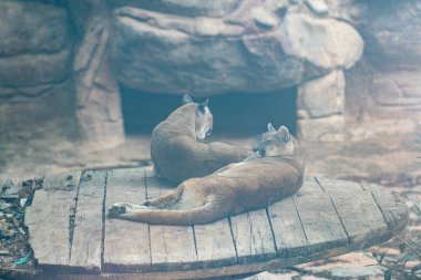 Hayvanat bahçesindeki kafeste panterler.