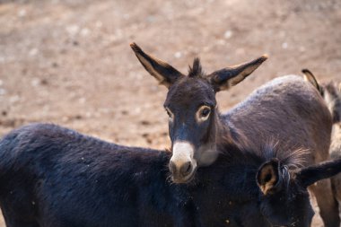 Gaziantep Hayvanat Bahçesi 'ndeki Safari Parkı' ndaki hayvanlar. Gaziantep, Türkiye - 3 Kasım 2024.