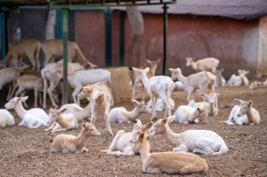 Gaziantep Hayvanat Bahçesi 'nde geyik ve ceylan. Gaziantep, Türkiye - 3 Kasım 2024.