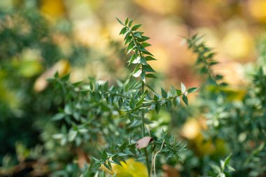 Botanik bahçesindeki Valeriana dioscoridis. Valerian (Valeriana officinalis, Caprifoliaceae), Avrupa ve Asya 'da yetişen bir bitki türü..