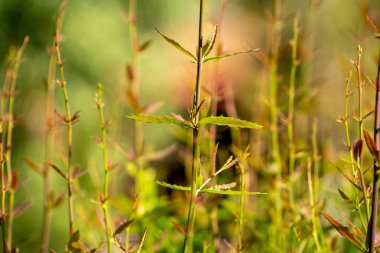 Botanik bahçesinde Berberis vulgaris. Berberis vulgaris, Berberiler 'in Eski Dünya' ya özgü bir çalısıdır..