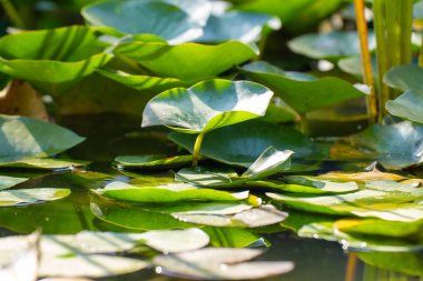 Nilüfer yaprakları botanik bahçesinde. Nelumbo, büyük, gösterişli çiçekleri olan bir su bitkisi cinsidir..