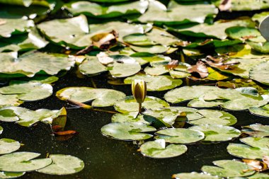 Nilüfer yaprakları botanik bahçesinde. Nelumbo, büyük, gösterişli çiçekleri olan bir su bitkisi cinsidir..