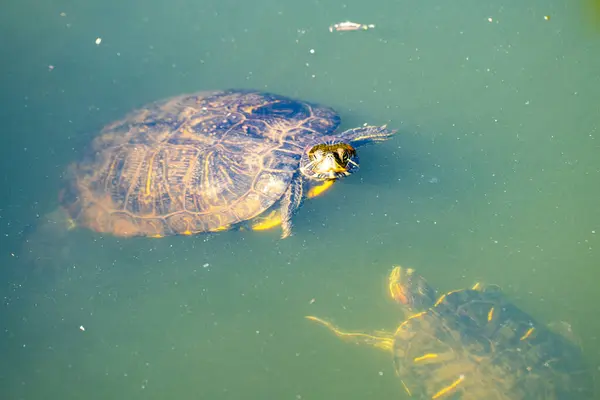 Water turtles swimming in the turbid lake.