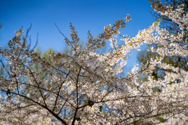 Baharda güzel sakura çiçeği (kiraz çiçeği). Mavi gökyüzünde sakura ağacı çiçeği.
