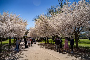 Sakura çiçeğinin altındaki turistler (kiraz çiçeği). Toronto, Kanada - 30 Nisan 2024.