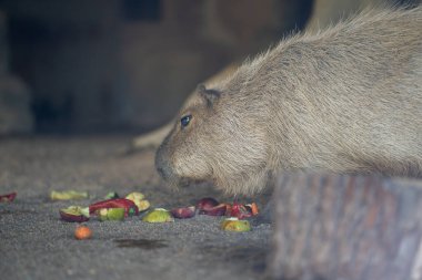 Capybara, Güney Amerika 'ya özgü dev bir mağara kemirgenidir..