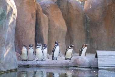 Humboldt pengueni (Spheniscus humboldti) orta büyüklükte bir penguendir..