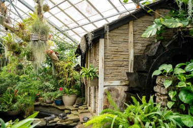 Allan Gardens Konservatuarı 'nın iç manzarası. Allan Bahçeleri 'nde bitkiler ve çiçekler.