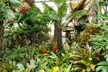 Allan Gardens Konservatuarı 'nın iç manzarası. Allan Bahçeleri 'nde bitkiler ve çiçekler.