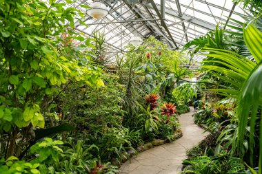 Allan Gardens Konservatuarı 'nın iç manzarası. Allan Bahçeleri 'nde bitkiler ve çiçekler.