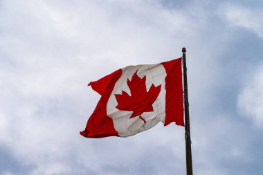 Kutup hareketinde akçaağaç yaprağı olan Kanada bayrağı. Rüzgarda dalgalanan Kanada bayrağı.