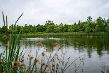 Woodbine Park, Toronto 'da çeşme ve yapay gölet.