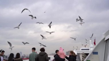Feribottaki ve uçan martılardaki yolcular 4K