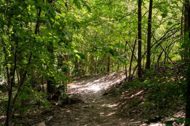 Ormanın derinliklerinde güneş ışığı alan yol..