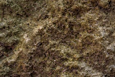 Yosunlu kaya zeminini kapatın..