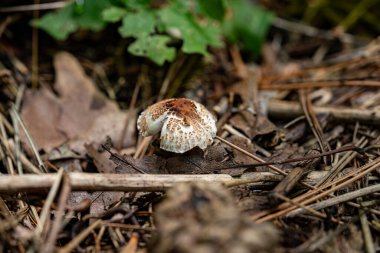 Ormandaki mantar. Kapatın..