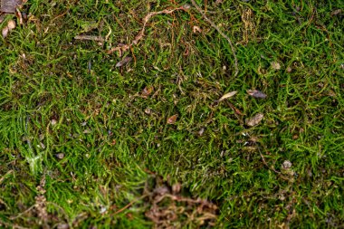 Ormandaki yosunlu zemin yakın..