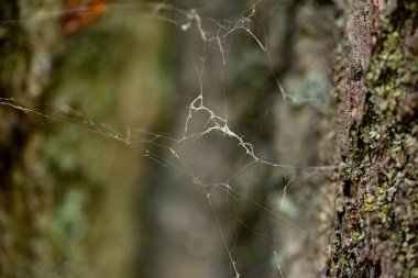Ormanda yıpranmış örümcek ağı.