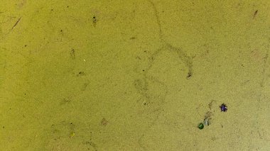 Yosun kaplı gölün havadan görünüşü.