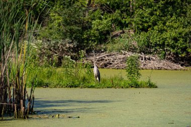 Yosun kaplı gölde gri balıkçıl.