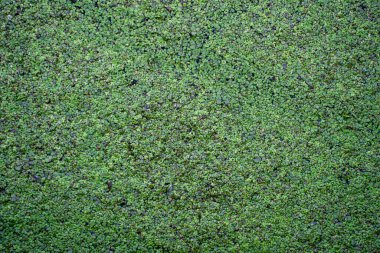 Yosun yeşili çimen desenli bir gölet..