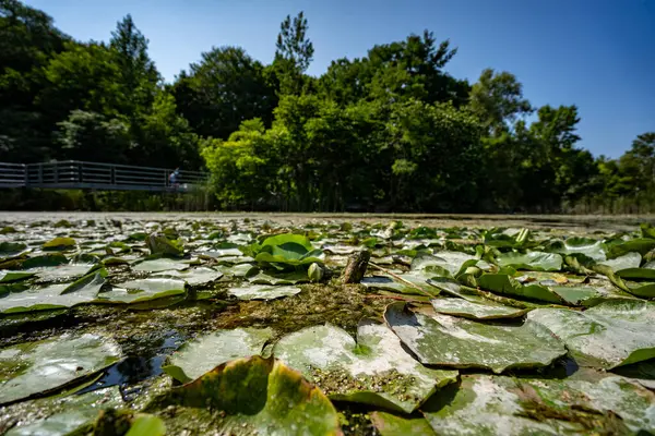 Stock image View of a pond filled with green lily pads floating on top of the water. Shot in Don Valley Brick Works in Toronto during the summer.