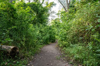 Ormandaki yol. Doğadaki yol.