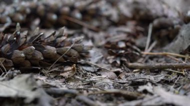 4K ormanındaki batı beyaz kozalakları.