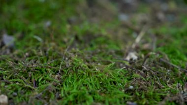 Ormandaki yosunlu zemin 4K 'ya yakın.