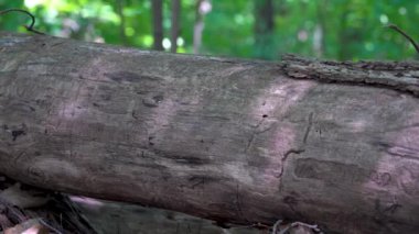 Ahşap ağaç kabuğu kahverengi arka plan dokusu 4K