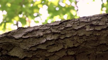 Ahşap ağaç kabuğu kahverengi arka plan dokusu 4K