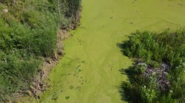 Yosun kaplı gölün havadan görünüşü 4K