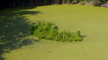 4K gölü üzerindeki gri balıkçıl havadan görünüyor.